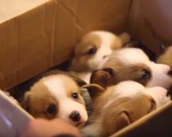 This Is What Happens When You Bring Corgi Puppies To A College Apartment…