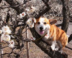 12 Reasons Why Corgis Are The Most Dangerous Pets. The Last One Is Horrible.