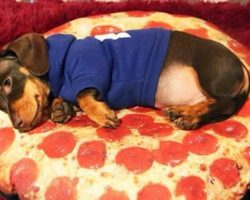12 Majestic Dachshunds Who Totally Redefine Perfection