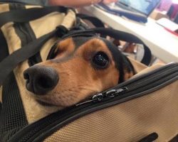 15 Things Your Dachshund Can Do For You