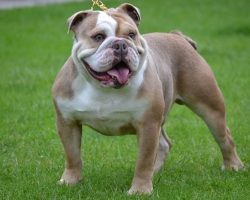 73 Most Popular English Bulldog Dog Names