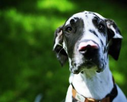 90 Best Female Great Dane Names