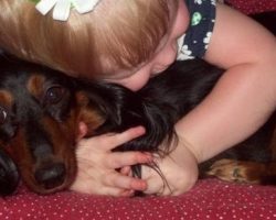 17 Most Difficult Emotions Dachshunds Go Through That Their Owners Must Never Forget