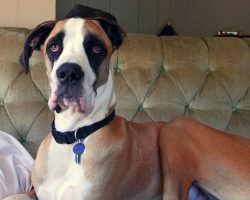 12 Horrifying Things You Didn’t (Want to) Know About Great Danes