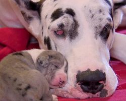 Top 10 Things Great Danes Don’t Like