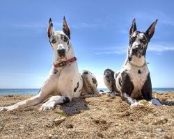 15 Reasons Great Danes Are Not The Friendly Dogs Everyone Says They Are