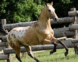 12 Unreal Horse Cross Breeds You Have To See To Believe