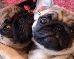 14 Pugs That Love To Hug!