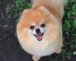 6 Cool Facts About Pomeranians