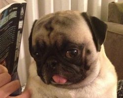 16 Reasons Pugs Are The Worst Indoor Dog Breeds Of All Time
