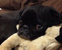 12 Pictures Of Cute Pugs And The Faces They Make