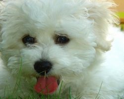 12 Reasons Why You Should Never Own Bichon Frises