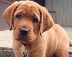 10 Labrador Puppies Who Have The Sads