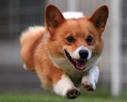 12 Corgis Totally Defying The Laws Of Physics