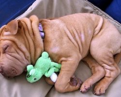 10 Best Shar Pei Dog Names