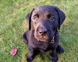 These Labrador Puppies Are Trying To Melt Your Heart (15 photos)