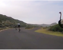 Bicycle Race Takes Hilarious Turn As Ostrich Joins In, And Runs At Over 30 Miles Per Hour