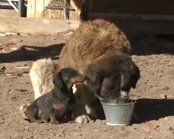 A Dachshund Does Something Amazing To Save His 180-Pound Saint Bernard Friend