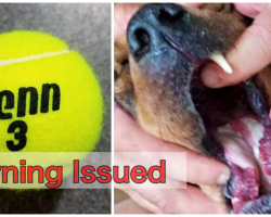 Rescue Group Claims Tennis Balls Responsible For Chemical Burns In 4 Dogs’ Mouths