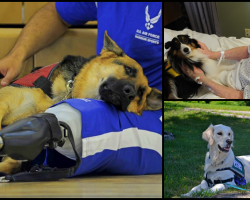 Service Dogs, Therapy Dogs, And Emotional Support Animals– Do you know the difference?