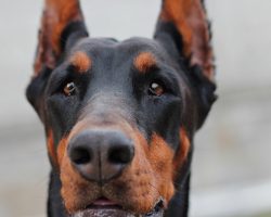 20 Things All Doberman Owners Must Never Forget