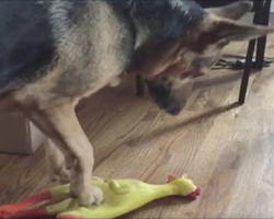 Dog Steps On The Rubber Chicken, But It’s The Next Part That Has Me In Stitches