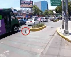 Cyclist risks his life to save a runaway dog as he chases the pooch along busy streets in Mexico City