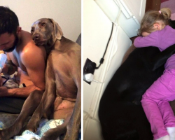 19 Times Dogs Showed Pure, Unconditional Love That’ll Warm The Heart