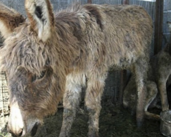 Donkey Is Thrown Into Wolf Cage As Food, But They Become Friends Instead