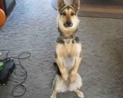 Dad Yells ‘Bang,’ And His German Shepherd Finds The Most Dramatic Way To Play Dead
