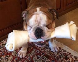 14 Things That Make English Bulldogs Happy