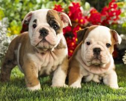 10 Reasons Why You Should Never Own English Bulldogs