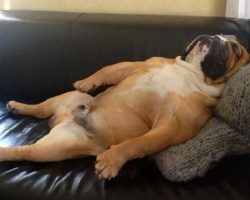 18 Hilarious Photos That Prove English Bulldogs Can Sleep Absolutely Anywhere