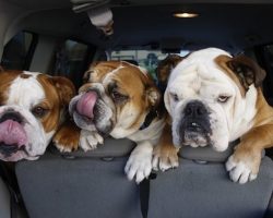 10 English Bulldogs Totally Defying The Laws Of Physics