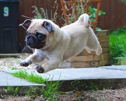 15 Of The Cutest Pug Puppies To Brighten Your Day (15 Pictures)