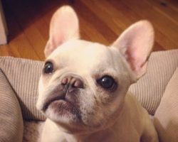 18 Things All French Bulldog Owners Must Never Forget