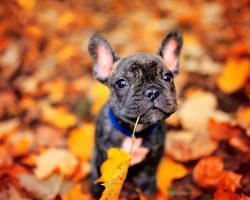 89 Most Popular French Bulldog Dog Names