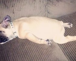 The 14 Most Awkward French Bulldog Sleeping Positions