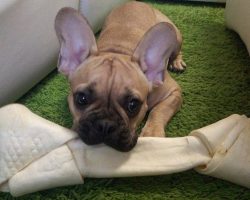 12 French Bulldog Property Laws