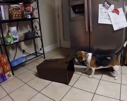Penny the Beagle Versus the Trash Can