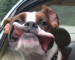 10 Pictures Only Boxer Owners Will Think Are Funny