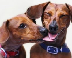 7 Things Only Dachshund Parents Understand