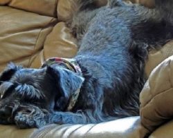 The 10 Most Awkward Schnauzer Sleeping Positions