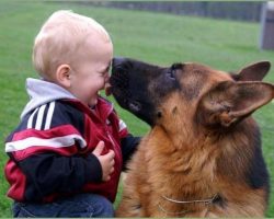 10 Things German Shepherd Owners Must Never Forget