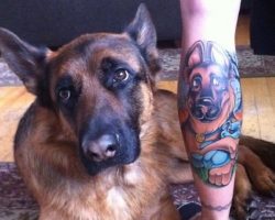 The 15 Coolest German Shepherd Tattoo Designs In The World