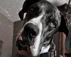 19 Reasons Great Danes Are Actually The Worst Dogs To Live With