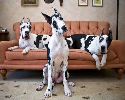 12 Signs You Are A Crazy Great Dane Person