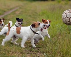 14 Things That Make Jack Russells Happy