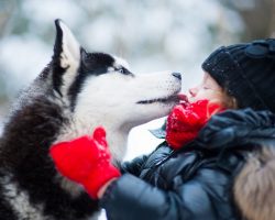 Here Are 12 Essential Facts Husky Lovers Must Always Remember. The last one made me cry.