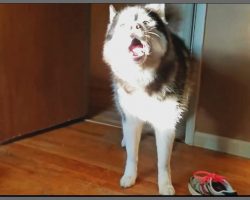 Husky Claims Self-Defense When Mom Accuses Him Of Stealing Her Shoe, Then Goes To Get It